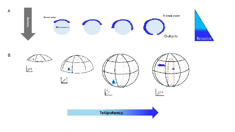 Unraveling the 'Persistence of Totipotency': How Mechanical Forces Shape Embryonic Development and Cancer
