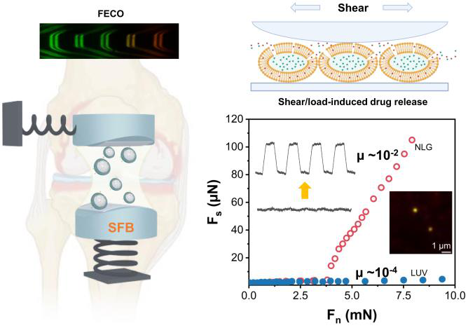 Superlubricating Nanolipogels: The Future of Joint Therapy in Osteoarthritis