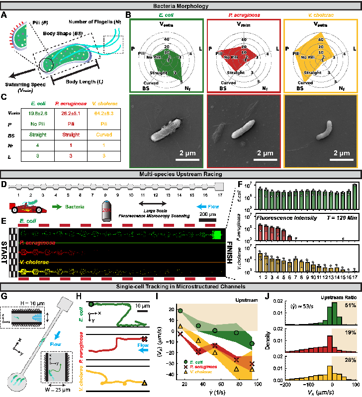 Why More Flagella Means Better Upstream Swimming: The Surprising Motility of Bacteria!