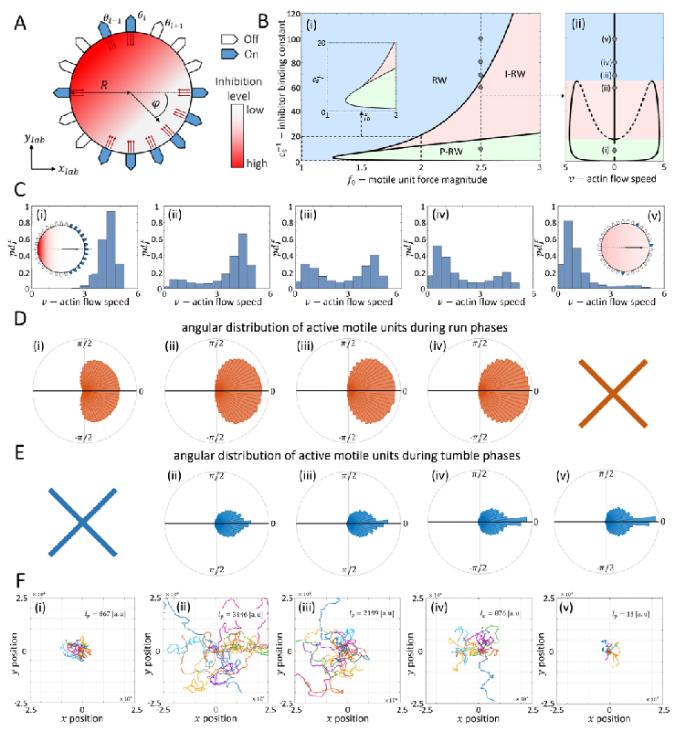 Discovering Cell Dynamics: How the Motile-Units Model Sheds Light on Polarization and Movement